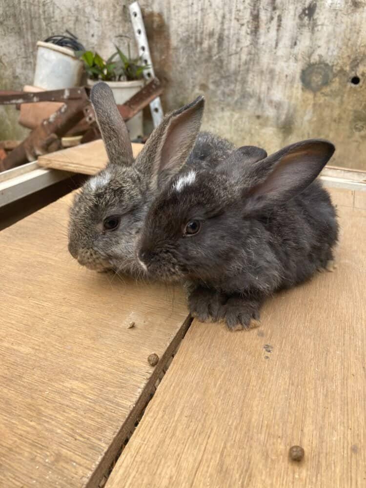lapins - 2
