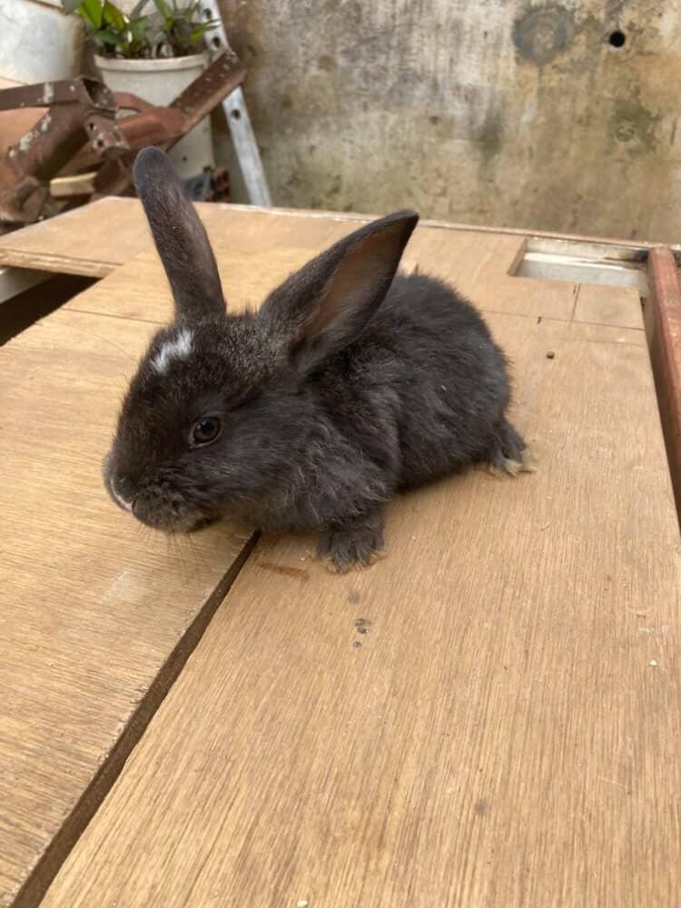 lapins - 1
