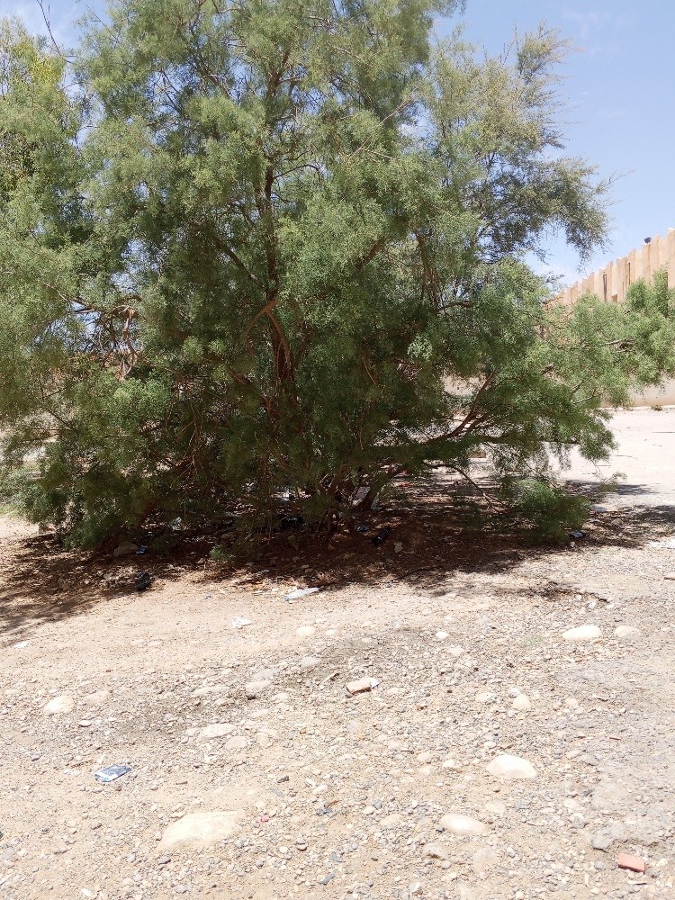 قطعة أرض - 3
