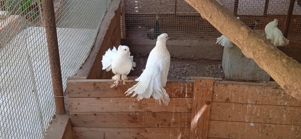 vente des couples pigeons paon indien - 1