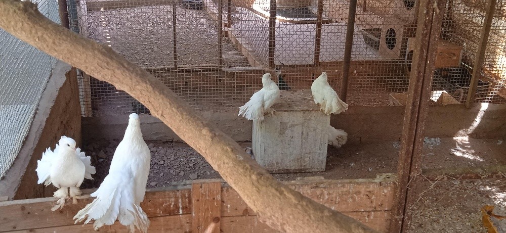 vente des couples pigeons paon indien - 2
