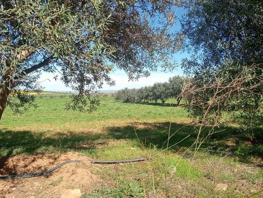 terres agricoles - 7