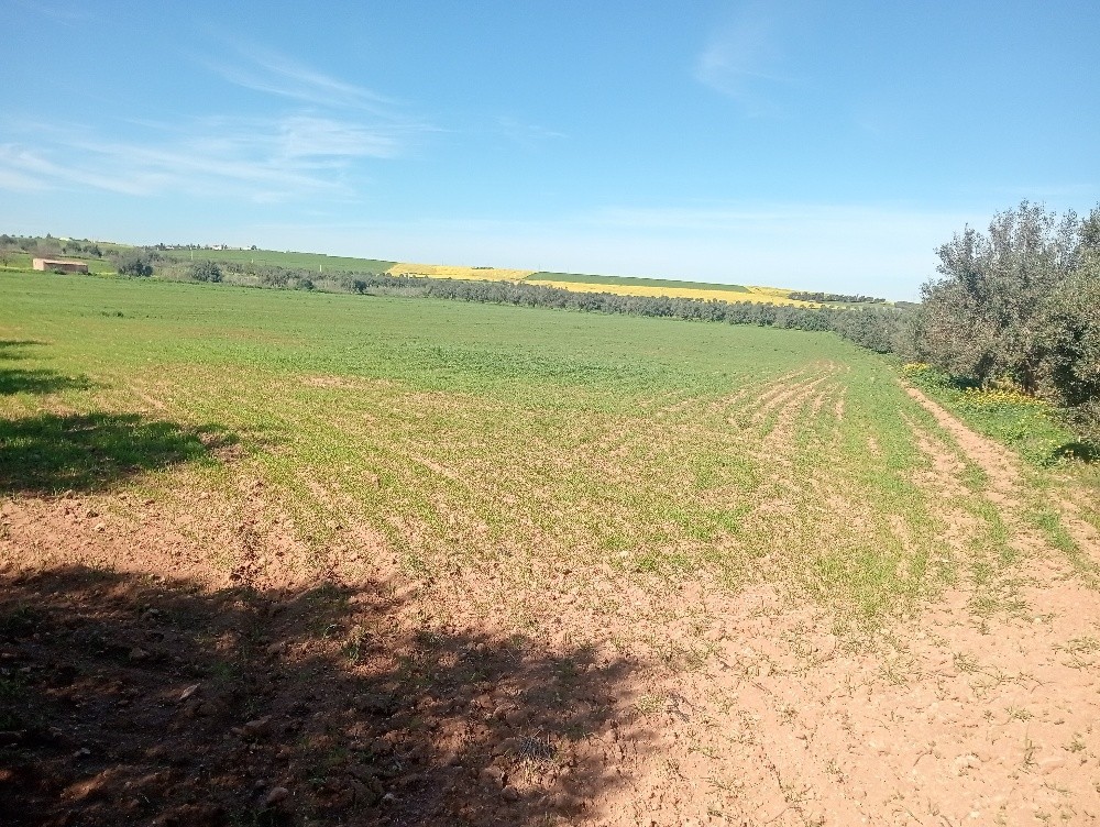 terres agricoles - 11