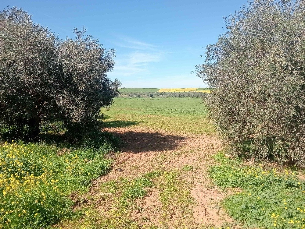 terres agricoles - 2