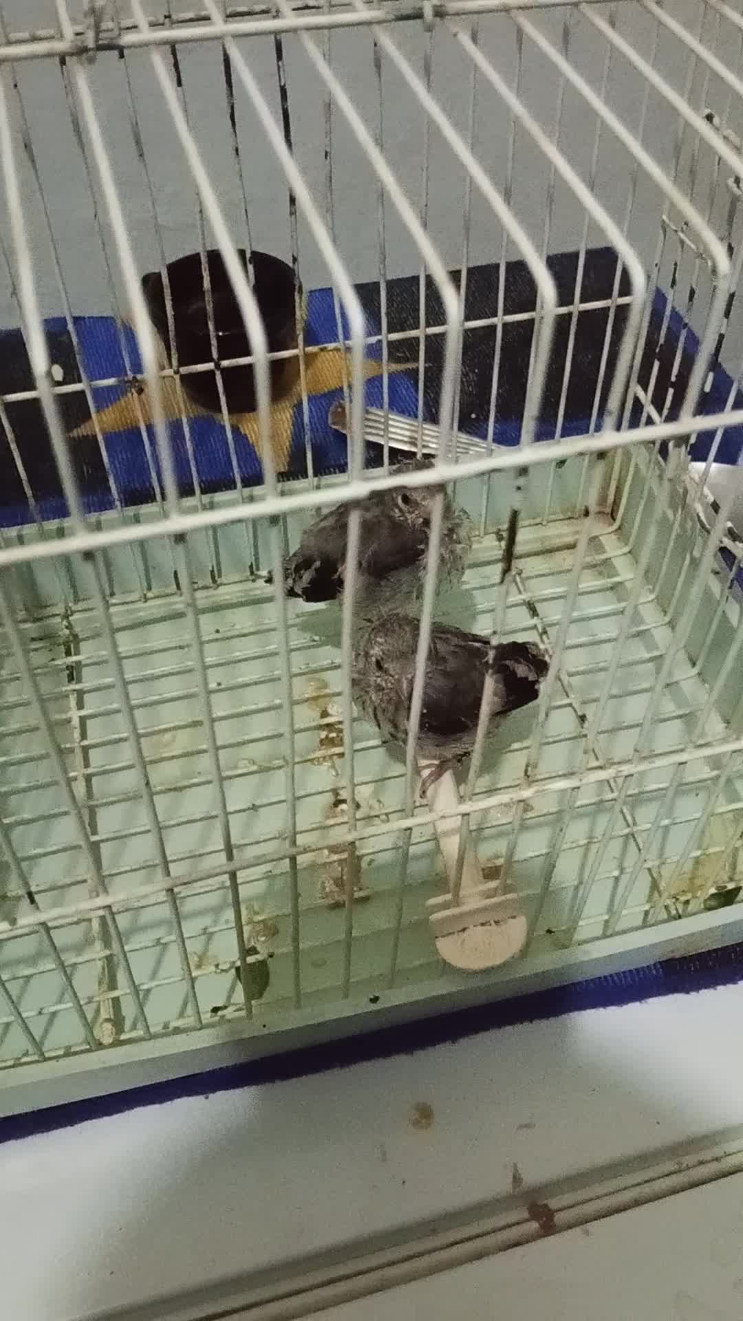 طائر المقنين للبيع - 1