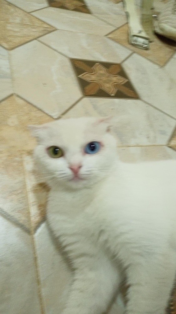 persan chinchilla X Scottish fold - 2
