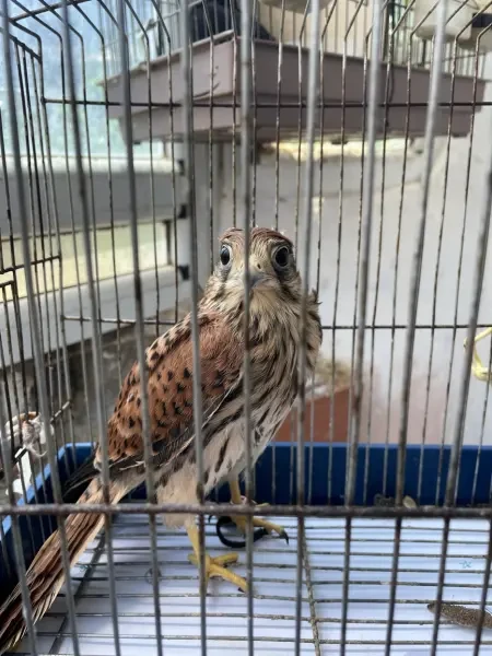 طائر العوسق - 1