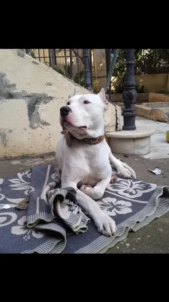 Chien Dog Argentaine - 1
