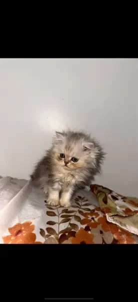 Chaton Persan - 1