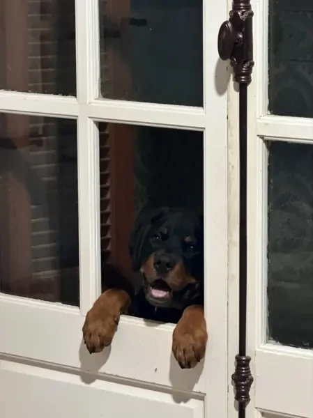 Rottwailer - 1