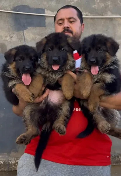 Chiot Berger Allemand Pedigree - 1