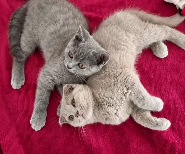 Chat - 1