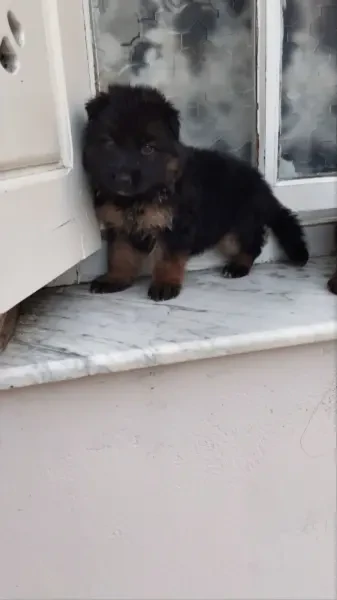 Les Chiot Berger Allemand Incliné - 1