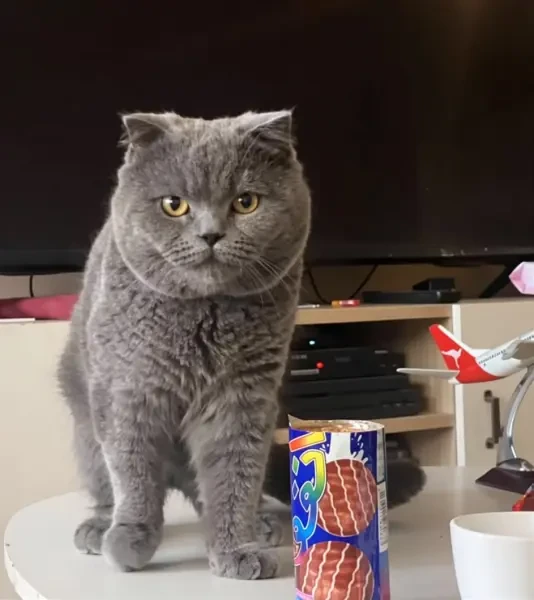 Scottish Fold Male - 1