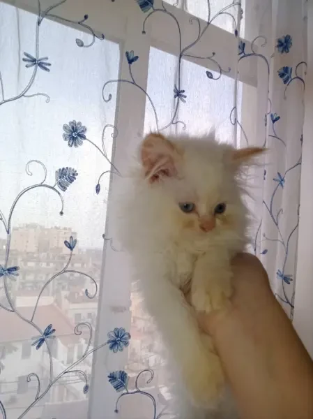 Chat Persan Femelle - 1