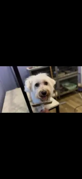 Chien - 1