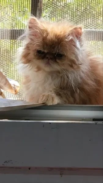 Persan Piki Face - 1