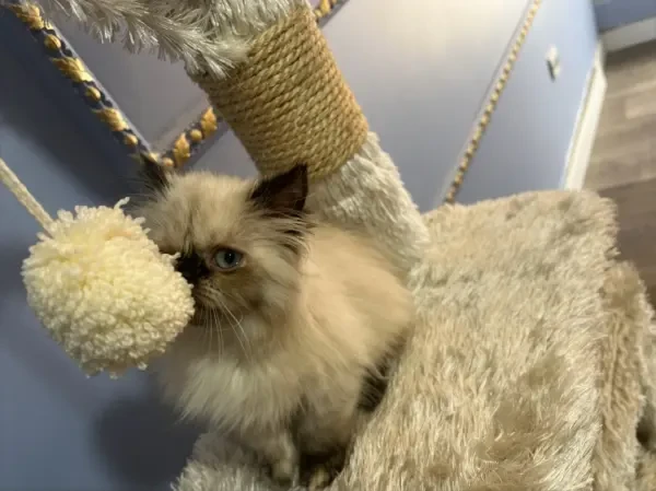 Persan Colour Point - 1