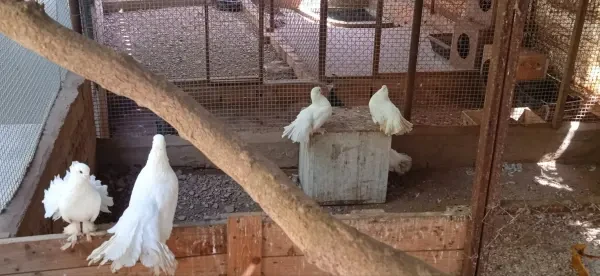 Pigeons Paons Indien Blanc - 1