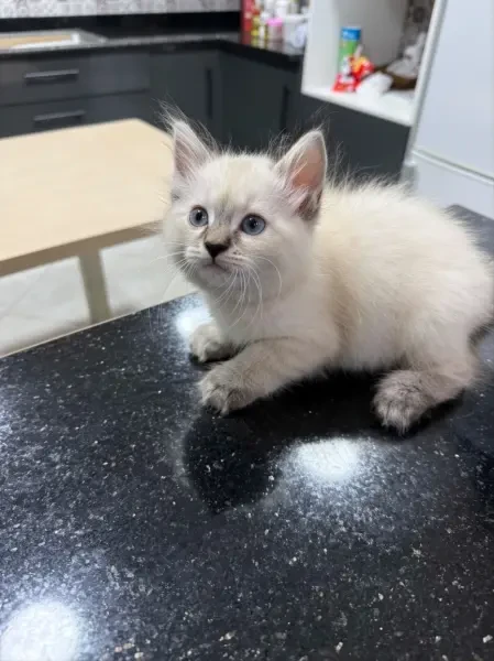 Chat Regdoll - 1