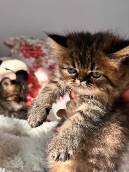 Chatons Persan - 1