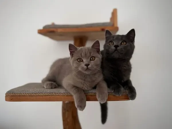 Chat British Shorthair Et Scotish - 1