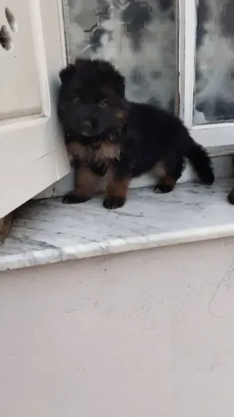 Les Chiot Berger Allemand Incliné - 1