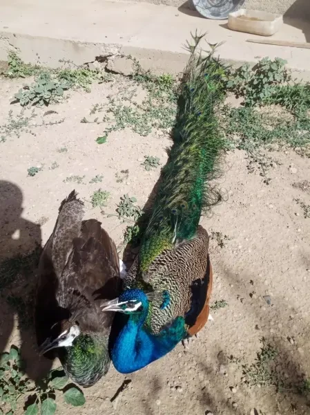 طاووس - 1