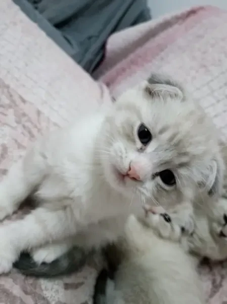 Scottish Fold Croisé Silver - 1
