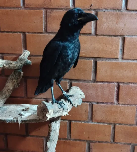 غراب عمر شهر ونص - 1