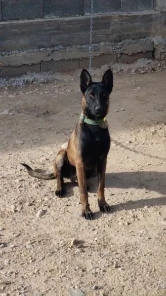Malinois Mâle - 1