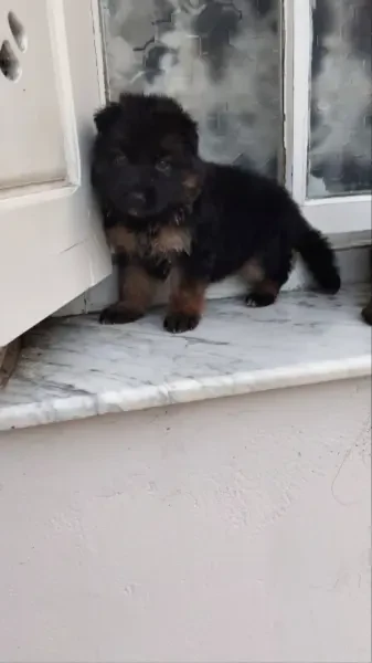 Les Chiot Berger Allemand Incliné - 1