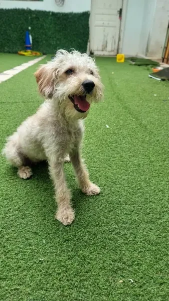 Caniche Bichon Français - 1