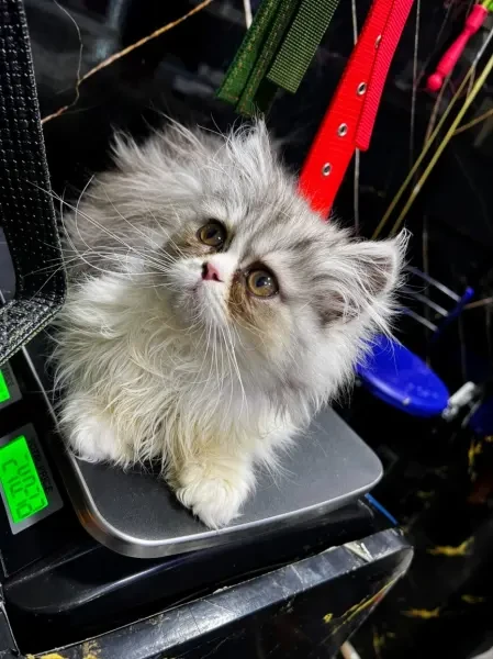 CHATON PERSAN - 1