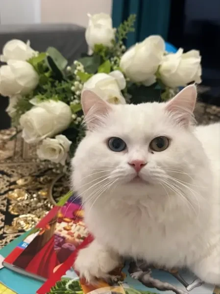 Très Joli Chat Shirazy Angora - 1