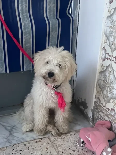 Bichon Maltais - 1
