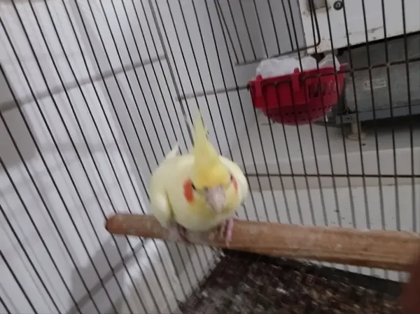 Femelle Lutino Cockatiel - 1