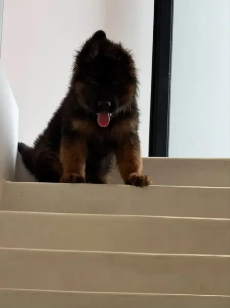 Berger Allemand Pedigree - 1