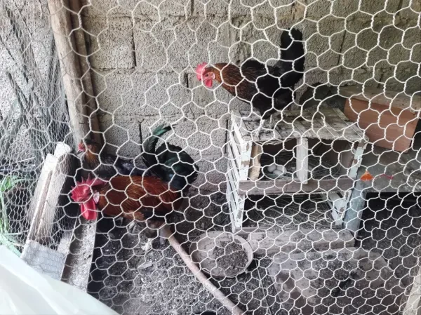 Coq Avec 3 Poule - 1