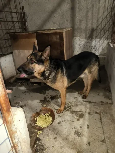 Chien Berger - 1