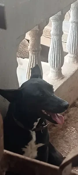 Malinois - 1