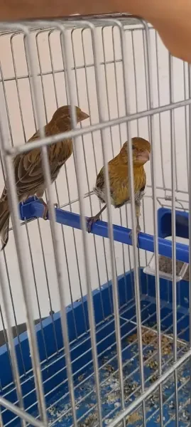 Canri Marron Avec Cage Et Acces - 1