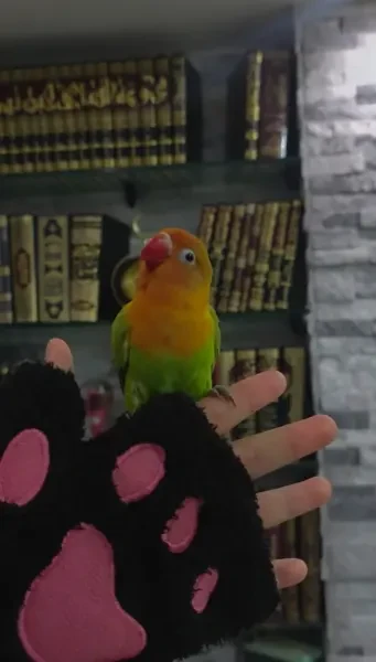 Oiseau Inseparable Fischer Mdrisi - 1