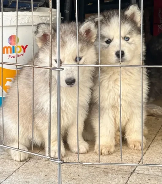 Husky - 1