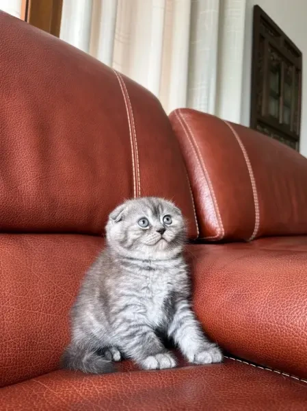 Scottish Fold - 1