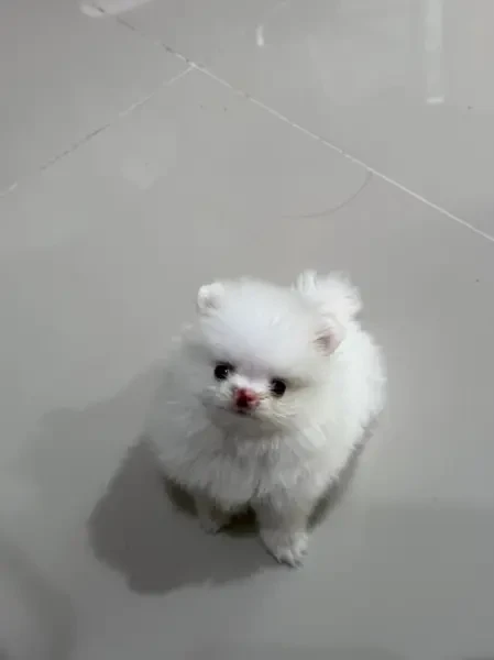 Magnifiques Chiots Spitz Nain Pom - 1