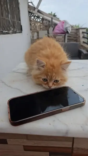 Chaton Person 2 Mois - 1