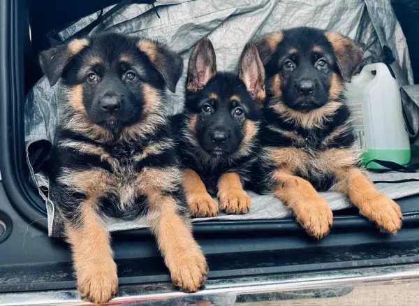 Chiots Berger Allemand - 1