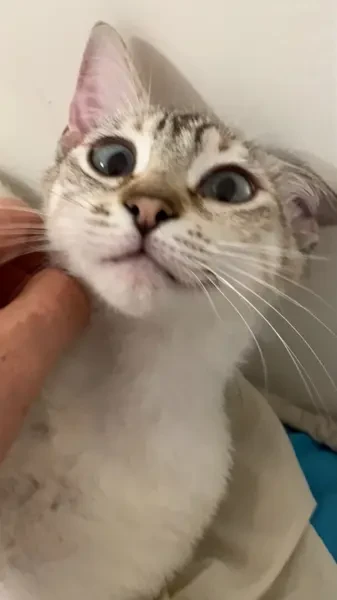 Chat - 1