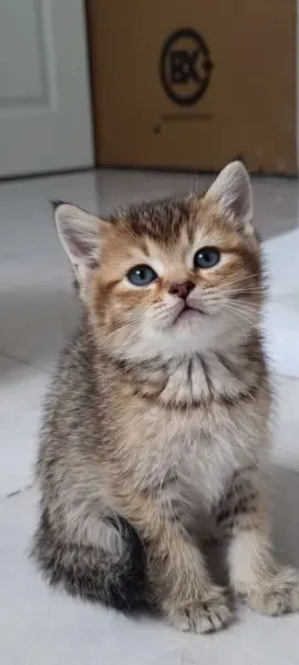 Chaton British Et Scottish - 1